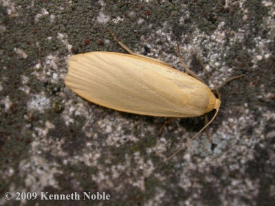 dingy footman f. stramineola (Eilema griseola) Kenneth Noble